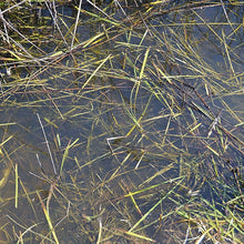 Load image into Gallery viewer, AK Interactive AK8008 Still Water - 250ml (Acrylic)