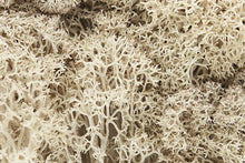 Load image into Gallery viewer, Woodland Scenics L166 Lichen Natural 1.5 Quarts