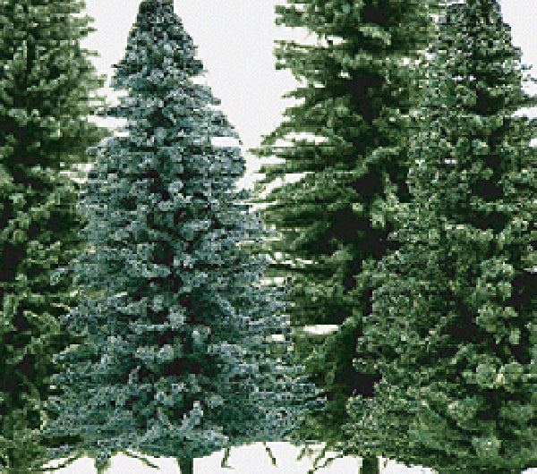 Grand Central Gems 25 Small Spruce Trees 2