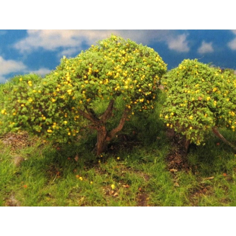Grand Central Gems 3 Small Grapefruit Trees 295-T24