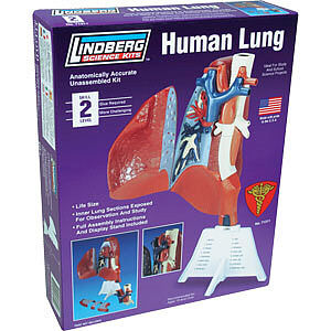Lindberg Science Kits Human Lung 71311